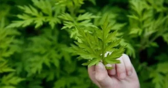 中药立大功！我国科学家研究证实：艾叶提取物48小时延长端粒20%