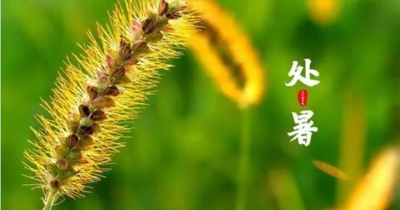 节气灸之处暑灸：祛夏毒，防秋燥，补正气！