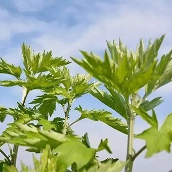 百强品牌出炉！蕲春全国第五！