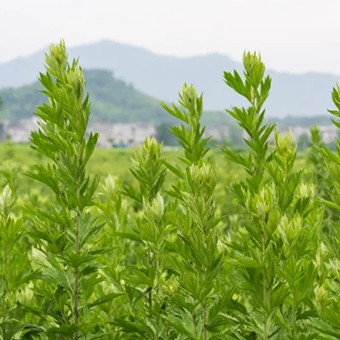 聚势赋能，研销协同，艾创未来——一个多方共赢的生态圈正在形成